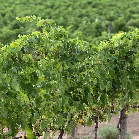 Farm stay Azienda Agricola A Bonacchi Montalcino